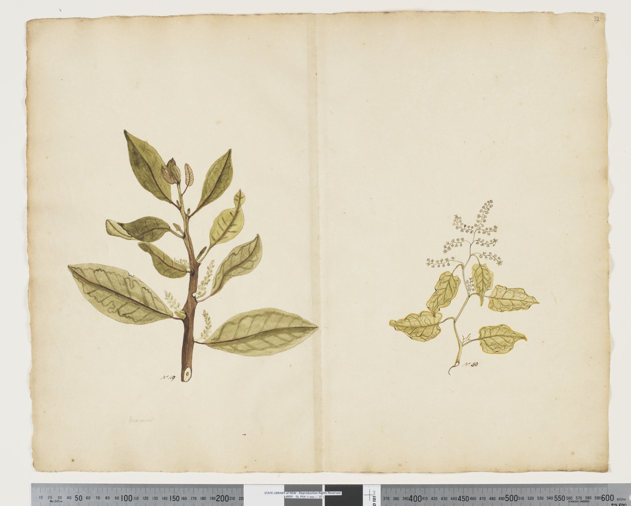 F.32 Excoecaria agallocha 