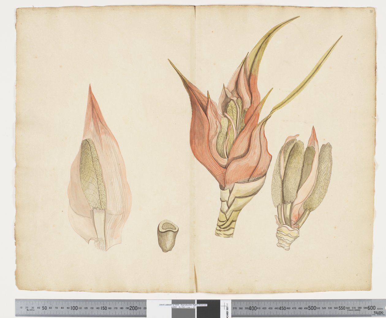 F.33 Freycinetia baueriana, ca. 1790-95 (blekk og akvarell på papir) av John (attr. to) Doody