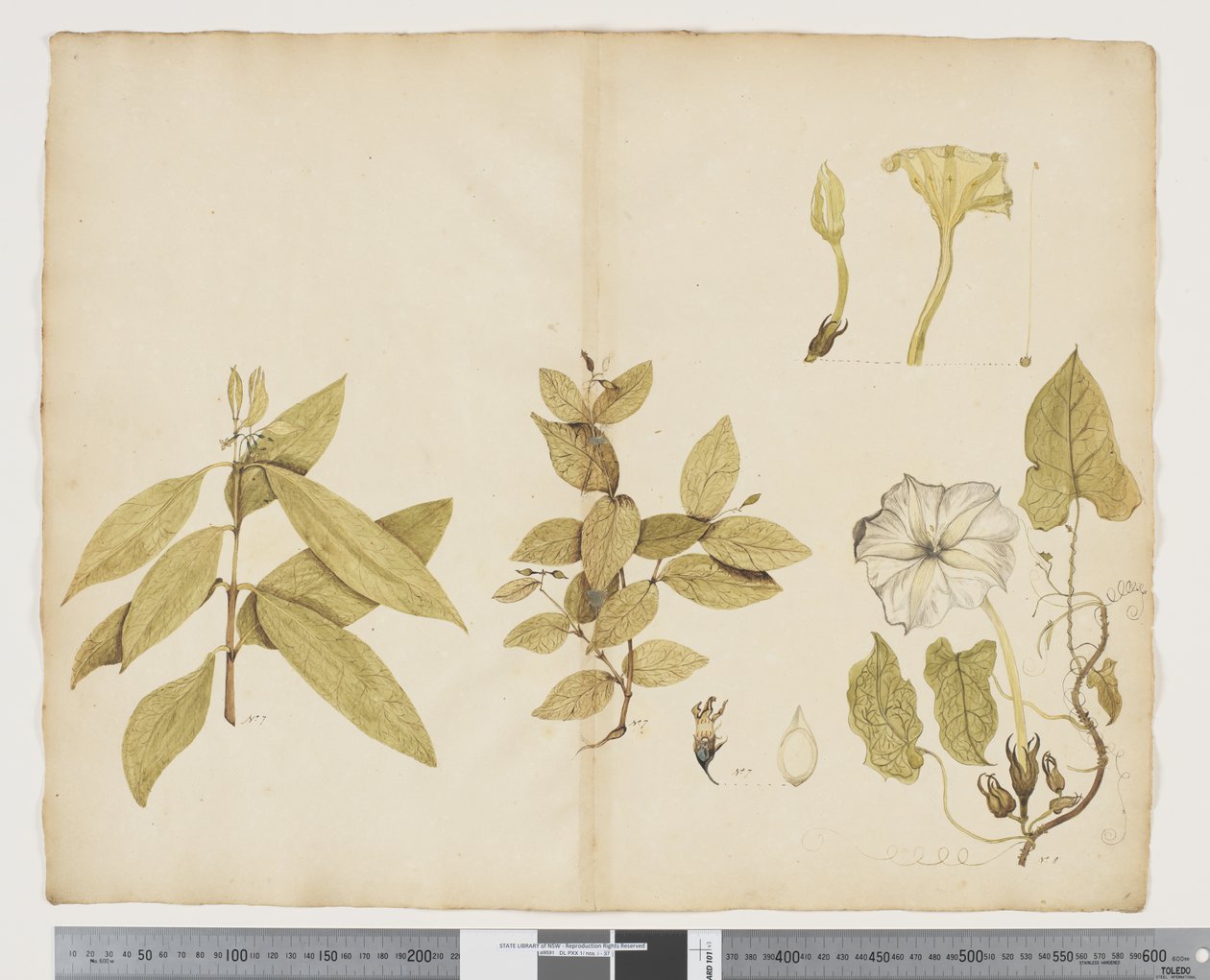 F.6 Wikstroemia Australis; Ipomea, c.1790-95 (acuarelă și tuș pe hârtie)norvegiană av John (attr. to) Doody