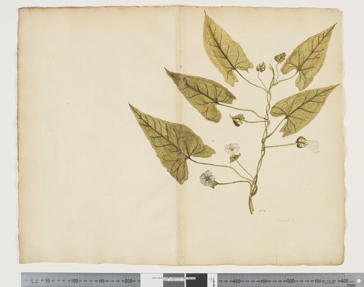 F.7 Calystegia affinis, ca. 1790-95 (akvarell og blekk på papir) av John (attr. to) Doody