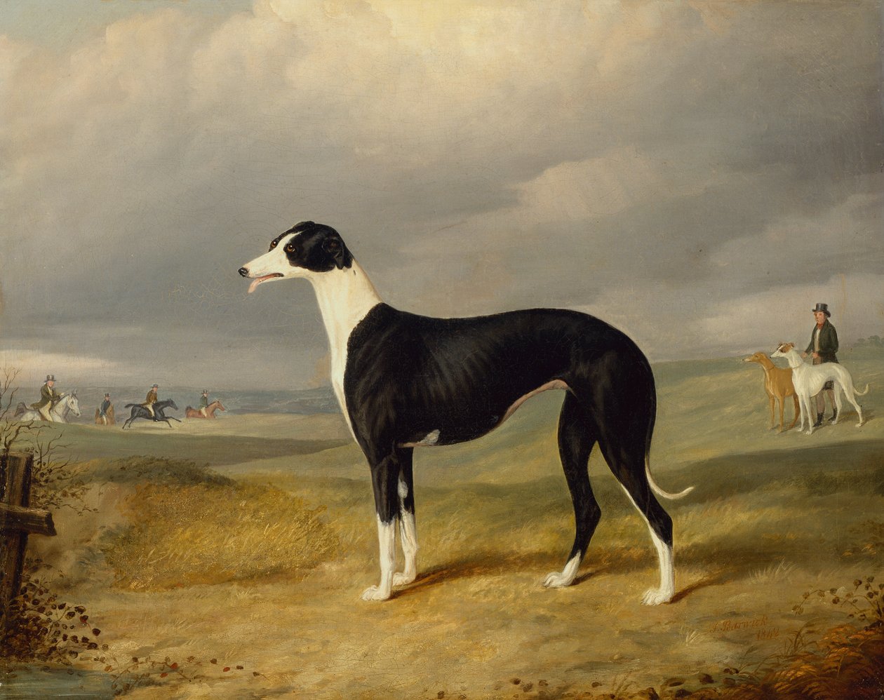 En svart og hvit greyhound i et åpent landskap av John Barwick