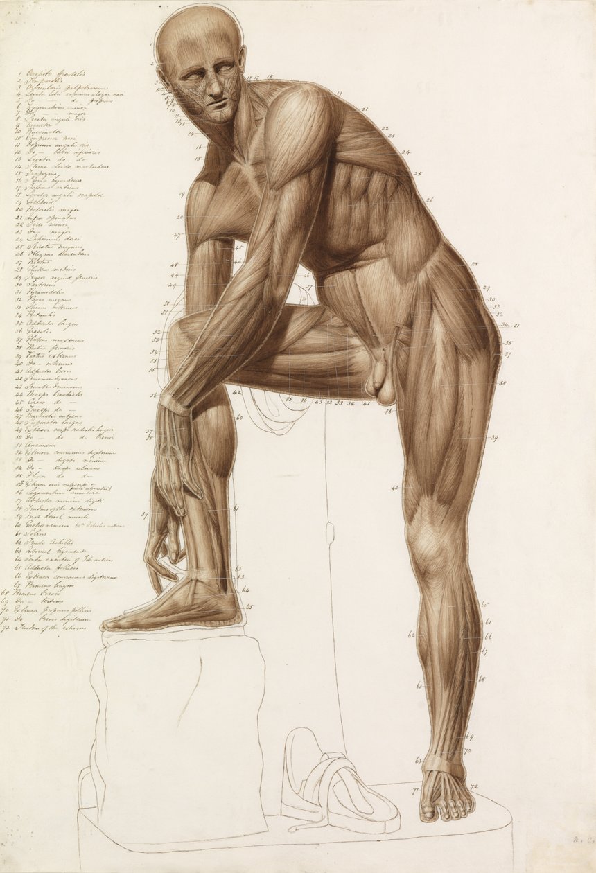 Anatomisk studie: Menneskelig muskulatur, i stillingen til Praxiteles" "Hermes fester sin sandal" av John Bathe