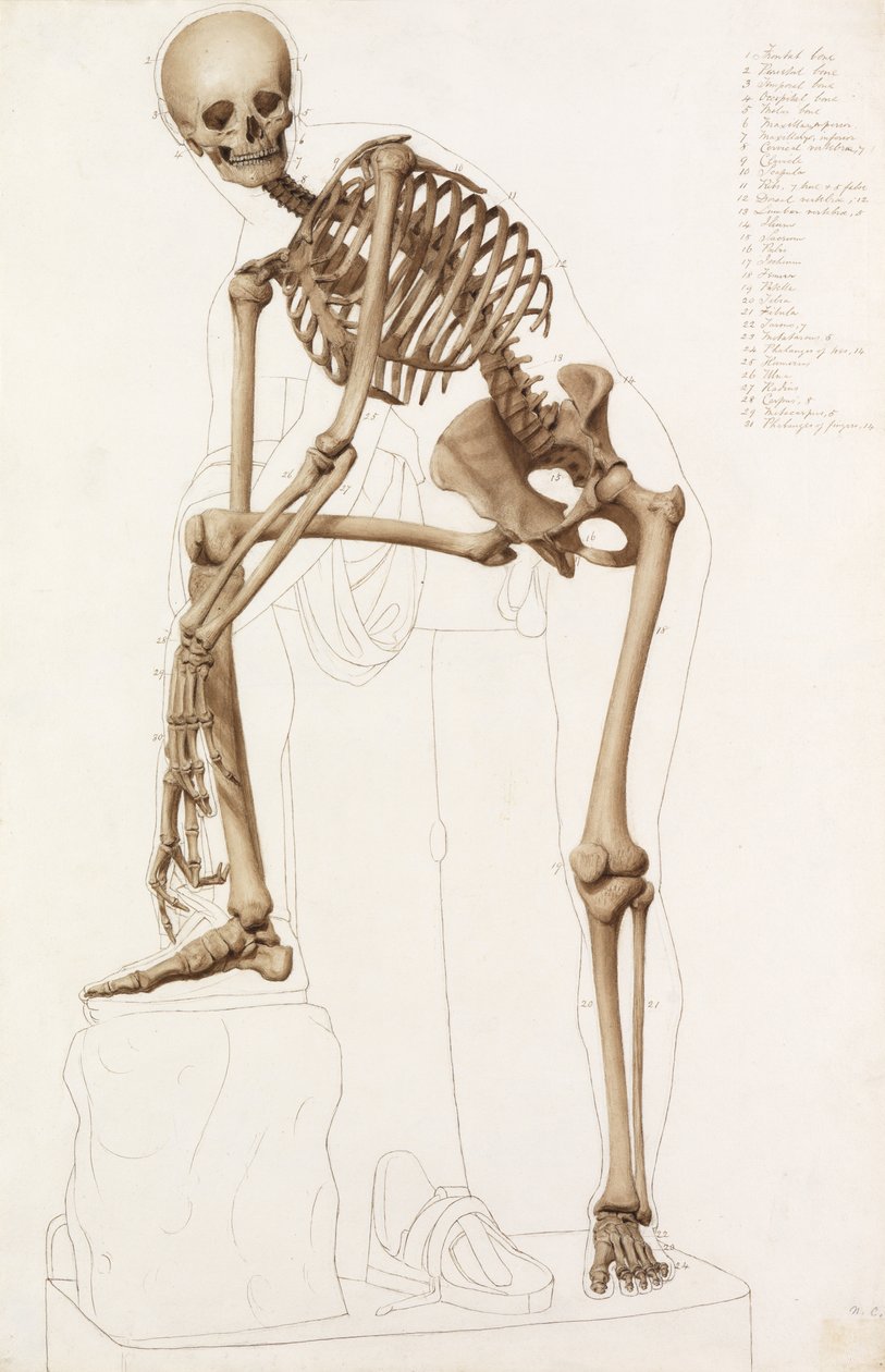Anatomisk studie: det menneskelige skjelettet, i stillingen til Praxiteles" "Hermes fester sin sandal" av John Bathe