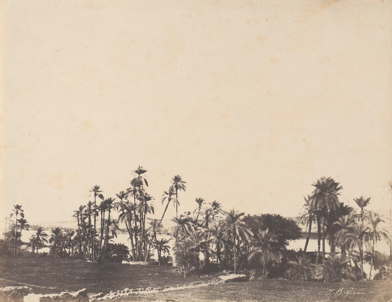 Studie av palmetrær, Nilens bredder, Kalabschi, 1853-54. av John Beasley Greene