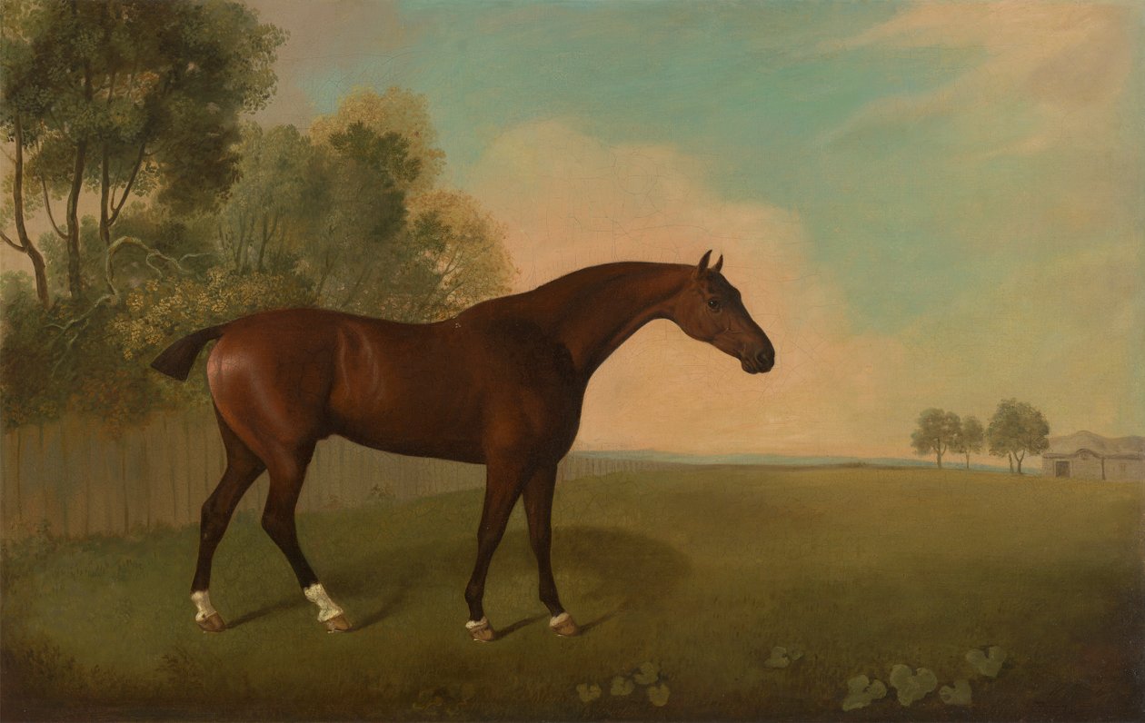 A Bay Horse in a Field av John Boultbee