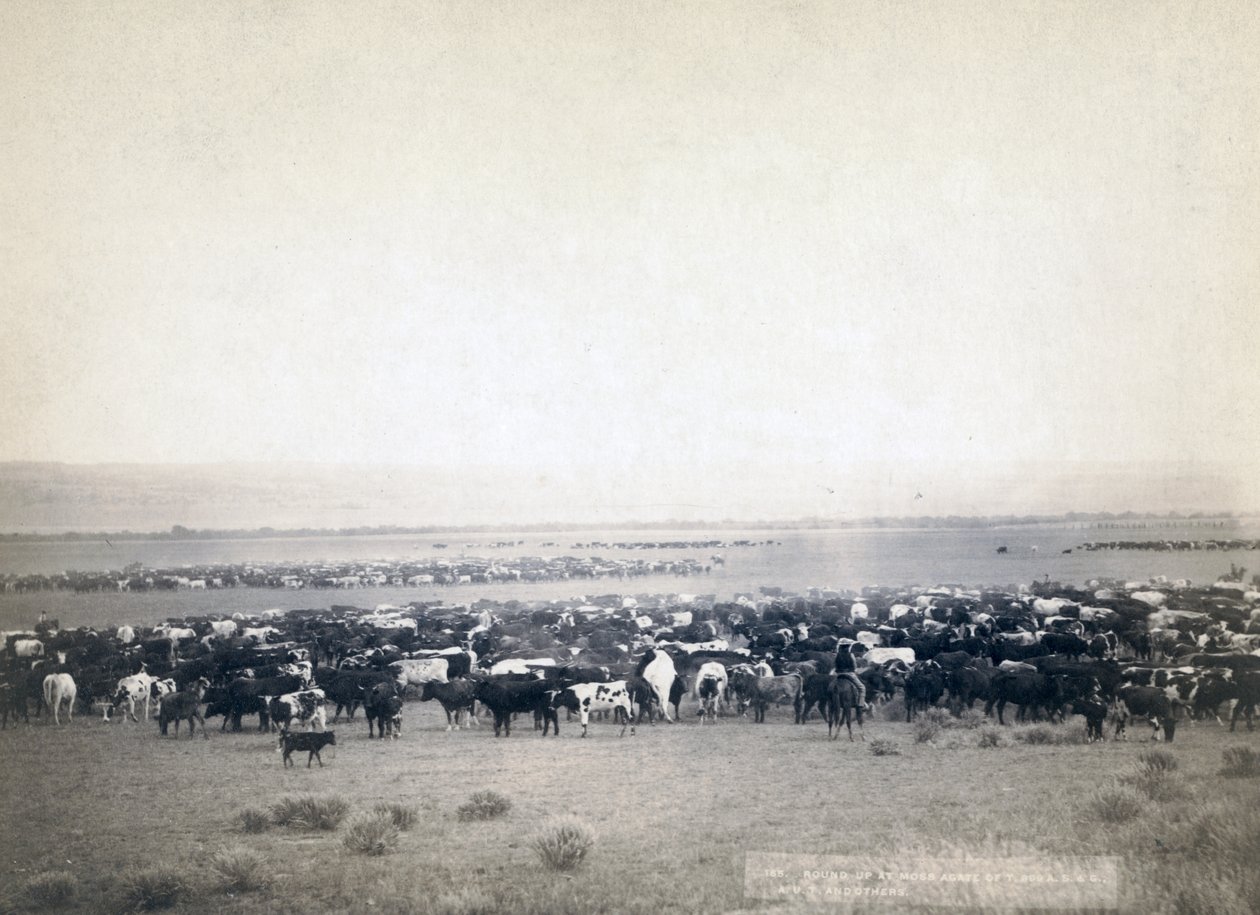 Cowboys som gjeter storfe, South Dakota ca. 1890 (s/hvitt-bilde) av John C. H. Grabill
