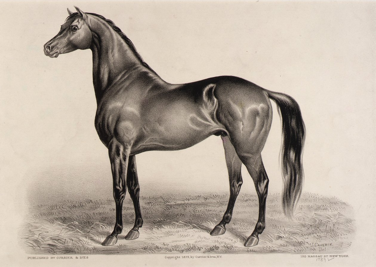  av John Cameron