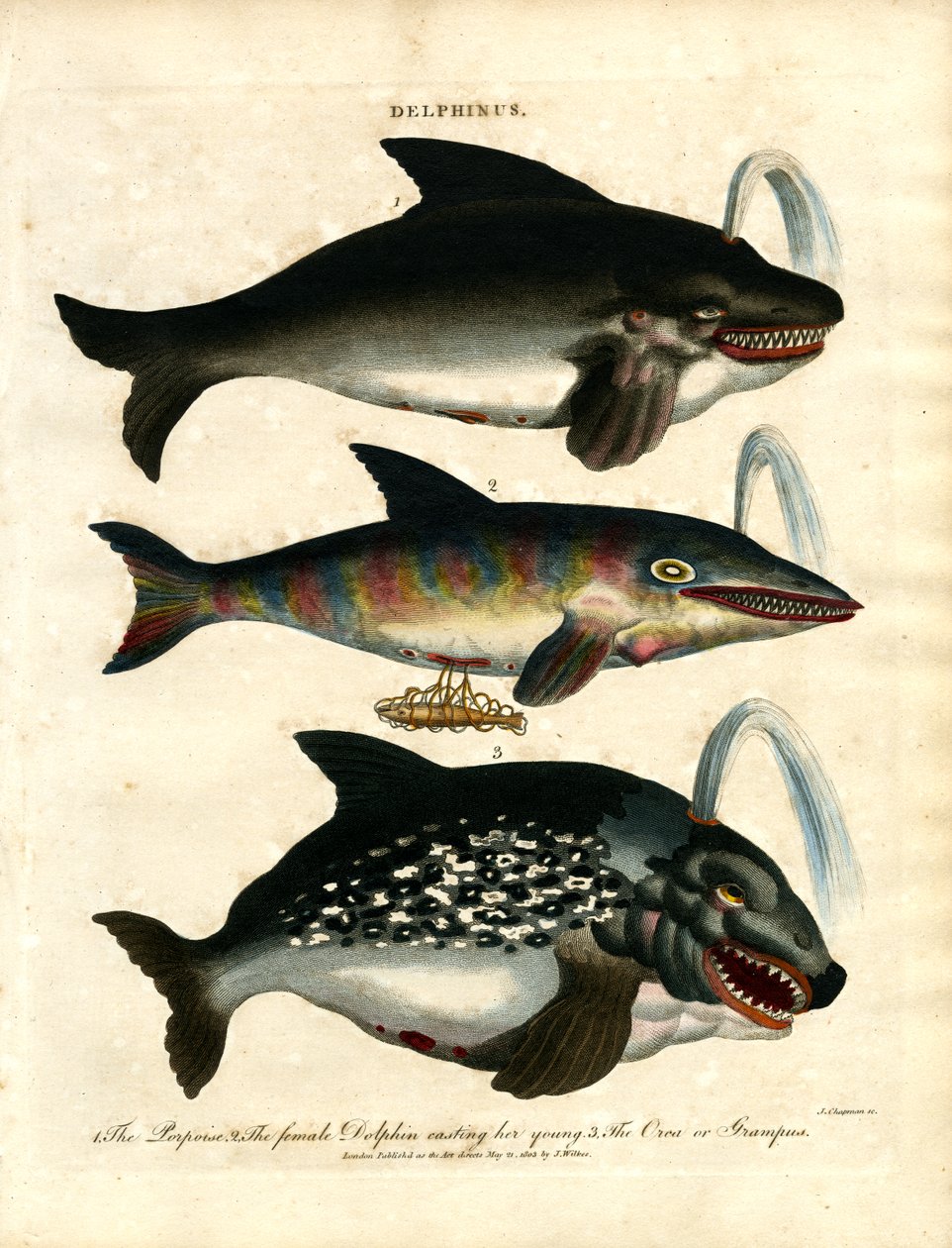 Delfiner (Delphinus) av John Chapman