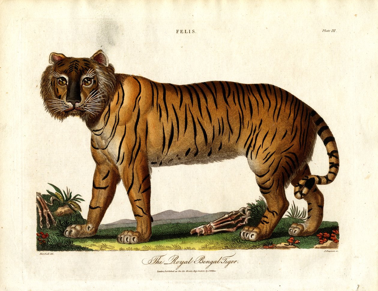 Den kongelige bengalske tigeren (Felis Tigris) av John Chapman