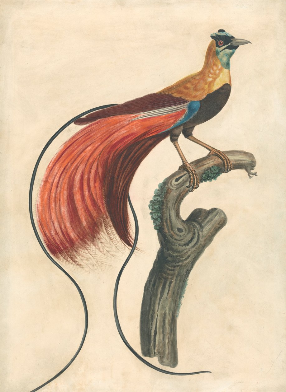Rødpløyet paradisfugl (Paradise Apoda Raggiana), Sørøst-New Guinea av John Collet