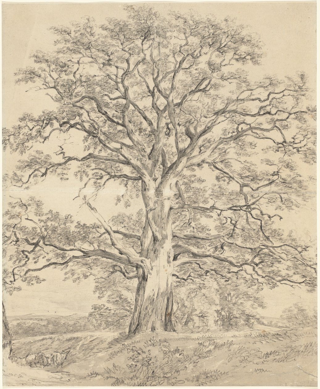 Et flott eiketre av John Constable