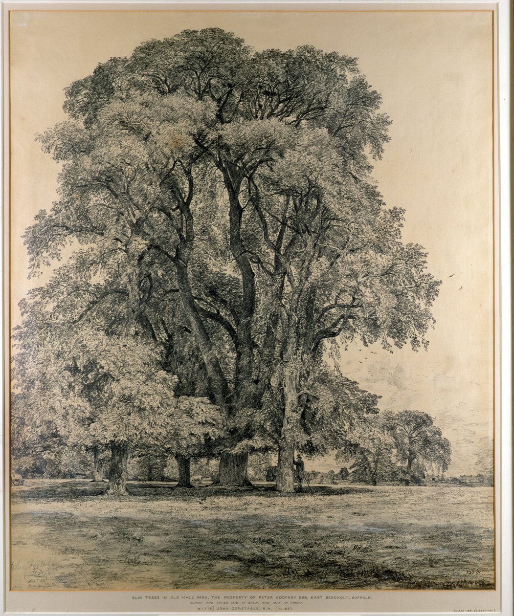 Almetrær i Old Hall Park, East Bergholt, 1817 (blyant) av John Constable