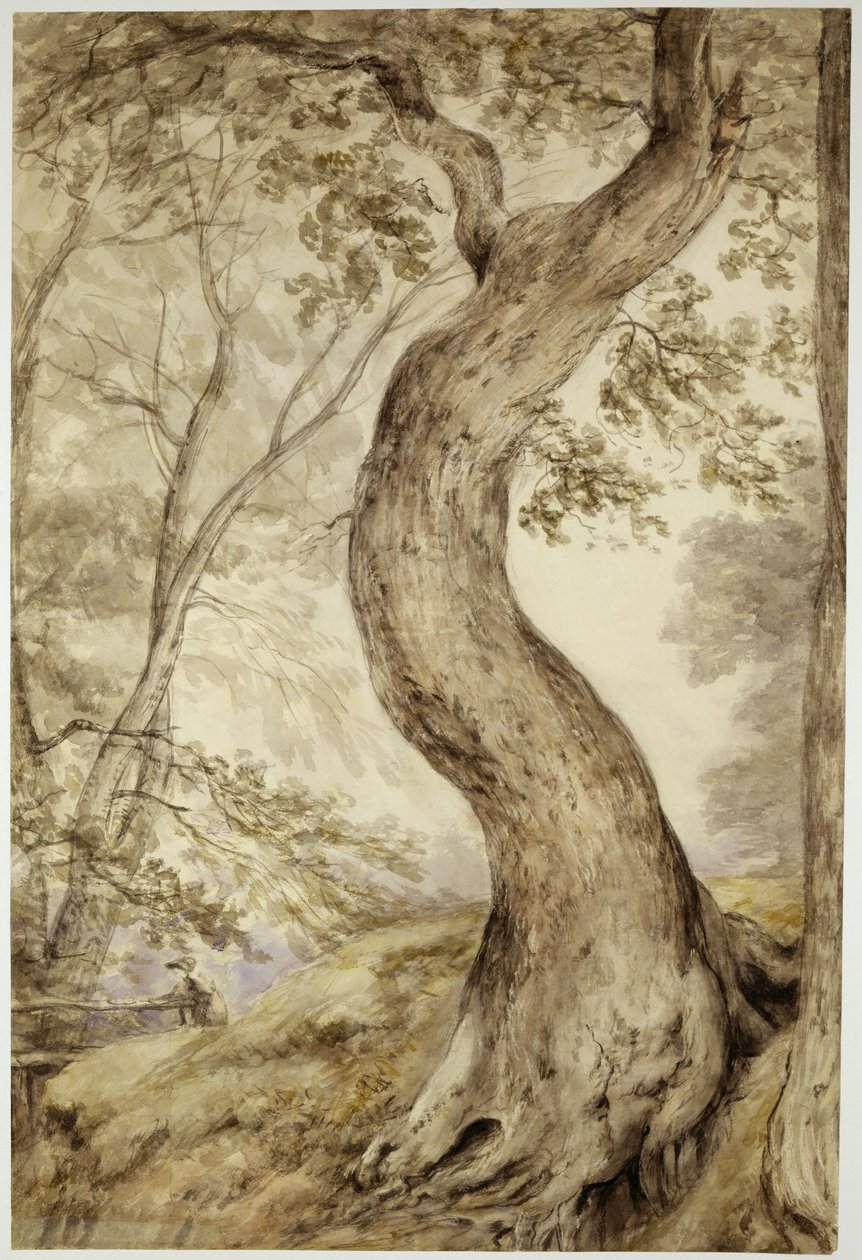 Tree at Helmingham, ca. 1800 (akvarell på papir) av John Constable