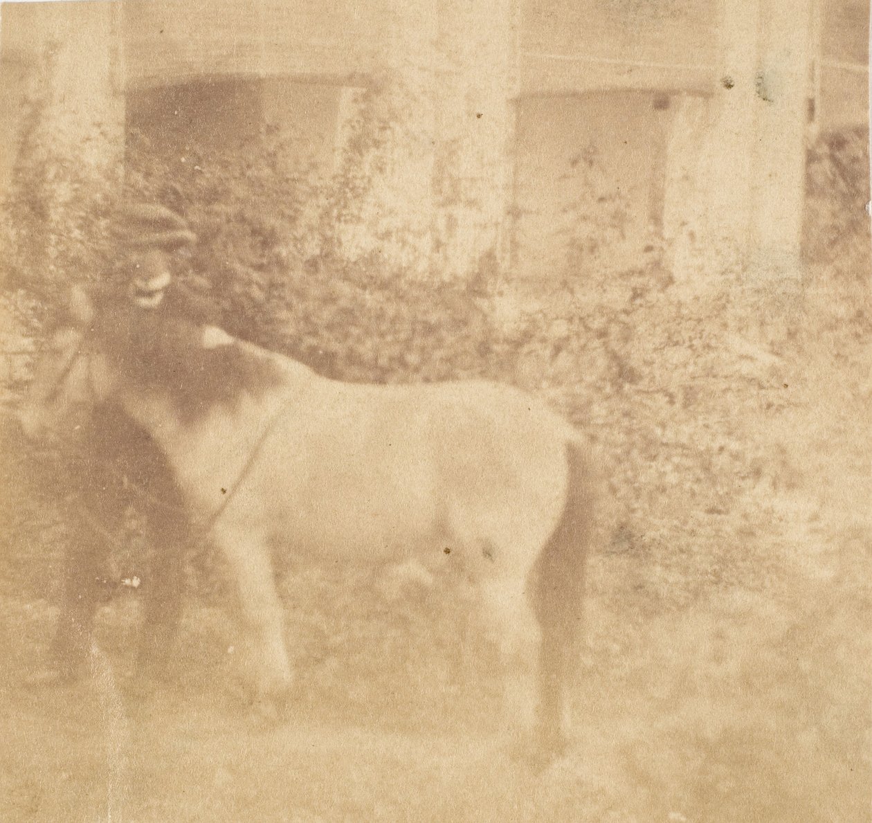 [Mann og hest, regjeringshuset, Allahabad], 1858. av John Constantine Stanley
