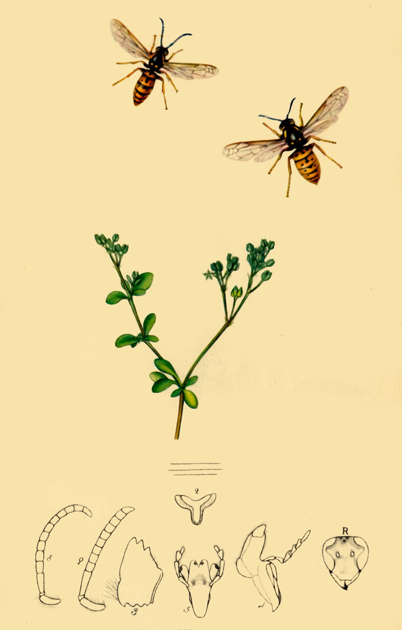 'Anchor-Faced Wasp: Vespa rufa', 1839, 1945. av John Curtis