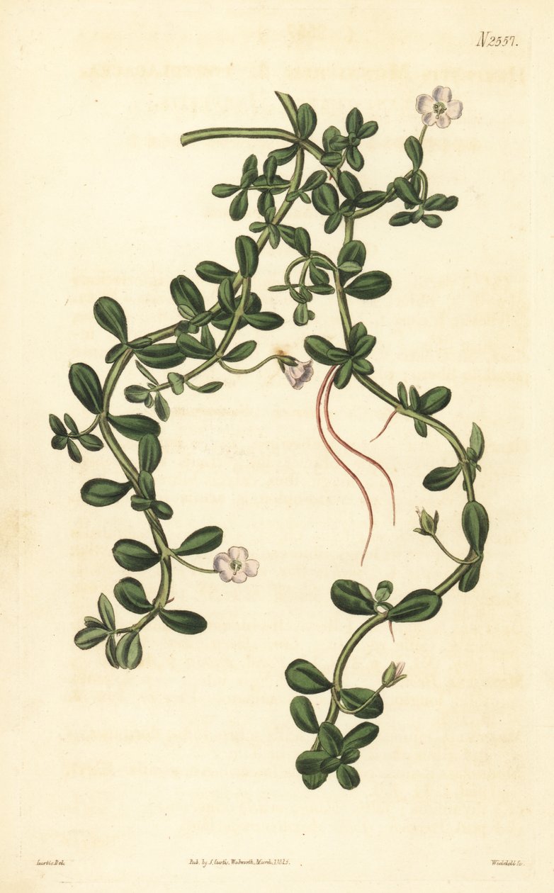 Brahmi eller vannhysop, Bacopa monnieri av John Curtis