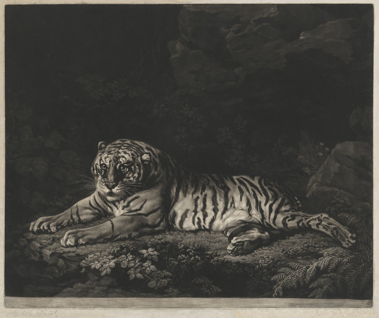 En Tigress av John Dixon after George Stubbs