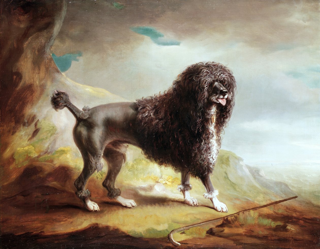 A Clipped Water Spaniel (olje på lerret) av John E. Ferneley