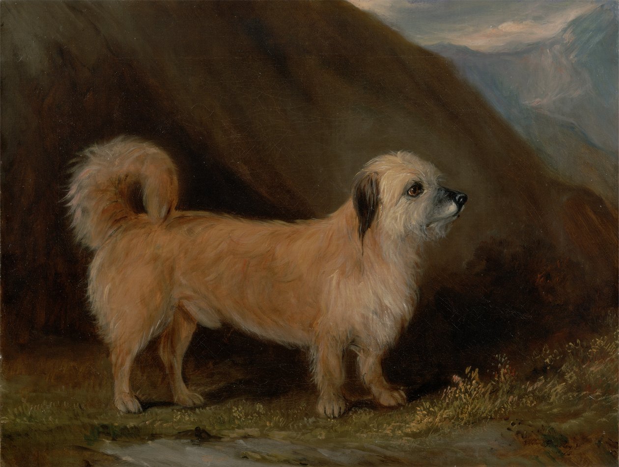 En Dandie Dinmont Terrier av John E. Ferneley