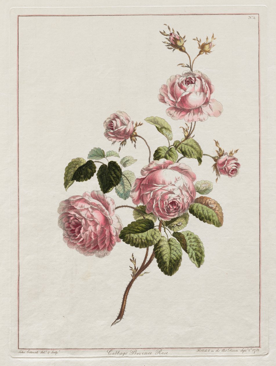 En samling av blomster tegnet etter naturen - Cabbage Province Rose av John Edwards