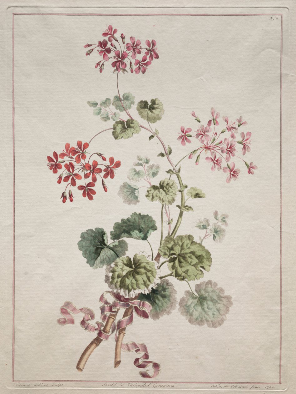 En samling av blomster hentet fra naturen: nr. 6 - Scarlet and Variegated Geranium, 1801. av John Edwards