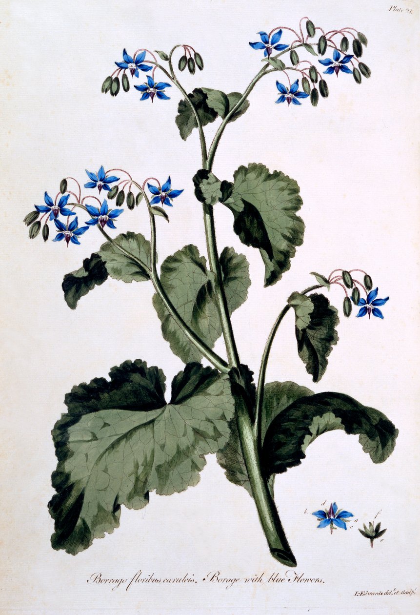 Borage with Blue Flowers, illustrasjon fra 