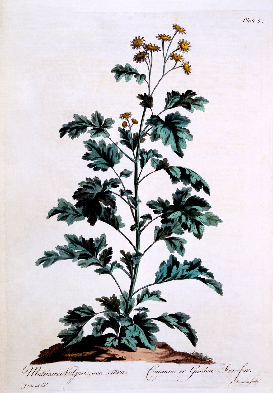 Common or Garden Feverfew, illustrasjon fra 'The British Herbalist', mars 1770 av John Edwards