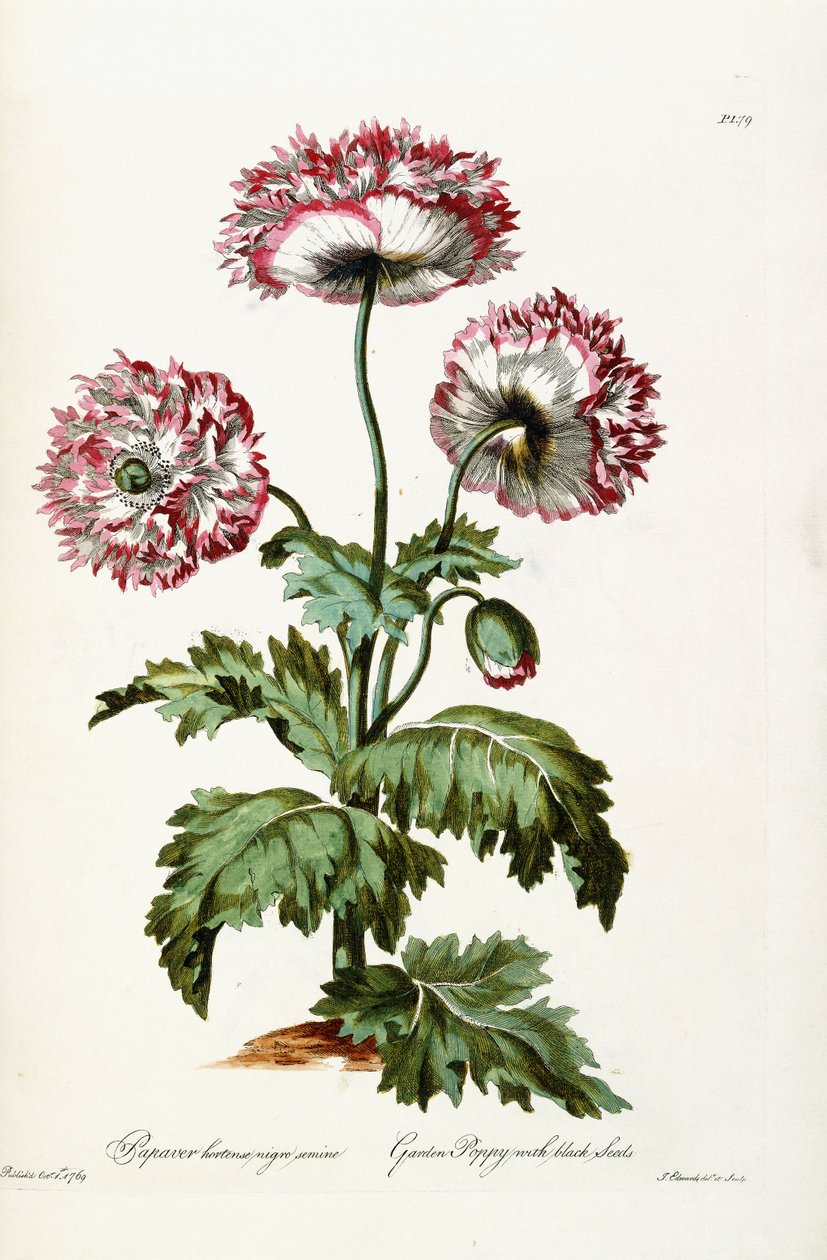 Hagevalmue med svarte frø, 1769 av John Edwards