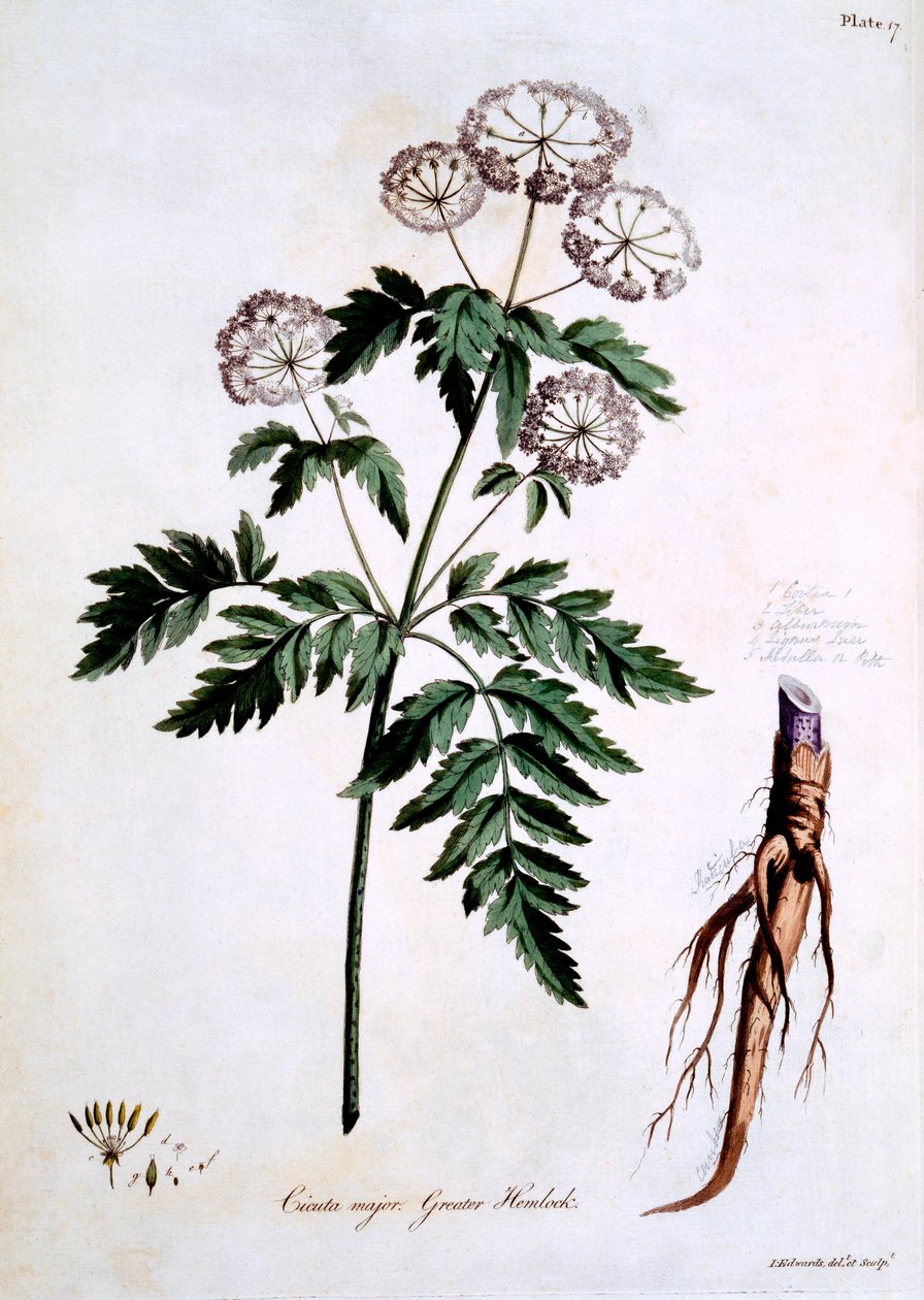Greater Hemlock [Cicuta major], illustrasjon fra 