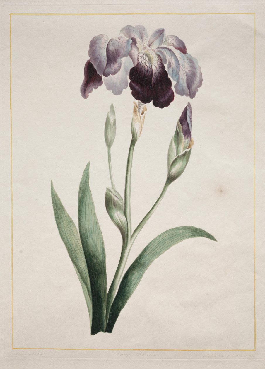 Japansk iris (stor blå iris) av John Edwards