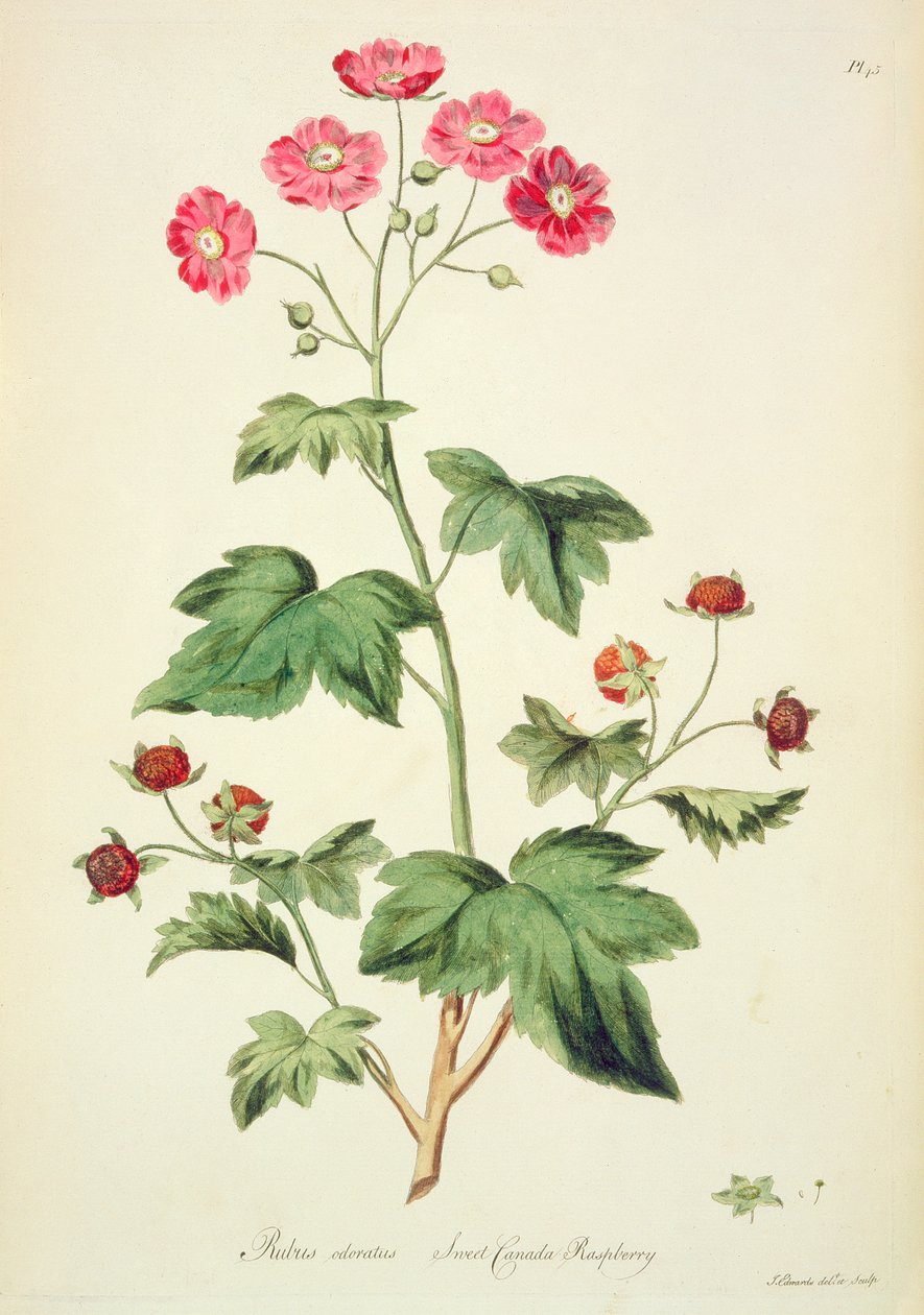 Raspberry: Sweet Canada (pl.45) fra `The British Herbal...