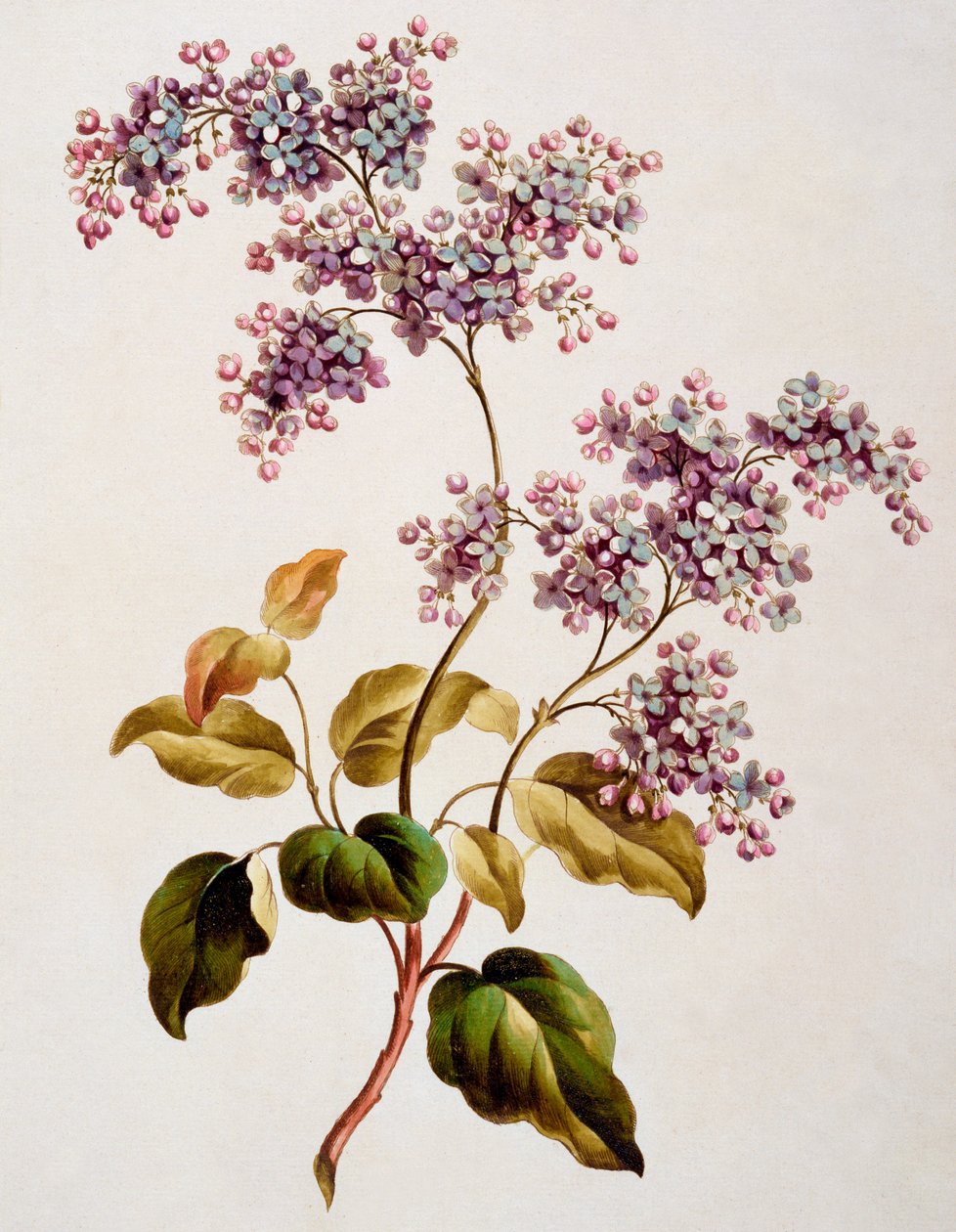 Scotch Lilac, utgitt 1793 av John Edwards