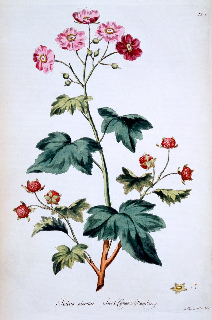 Sweet Canada Raspberry [Rubus odoratus], illustrasjon fra 'The British Herbal' av John Edwards, publisert mars 1770 av John Edwards