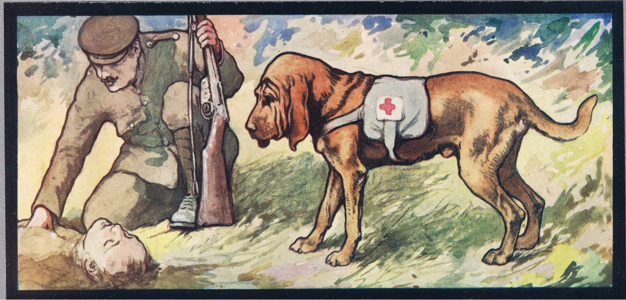 Ambuland blodhund, illustrasjon fra 