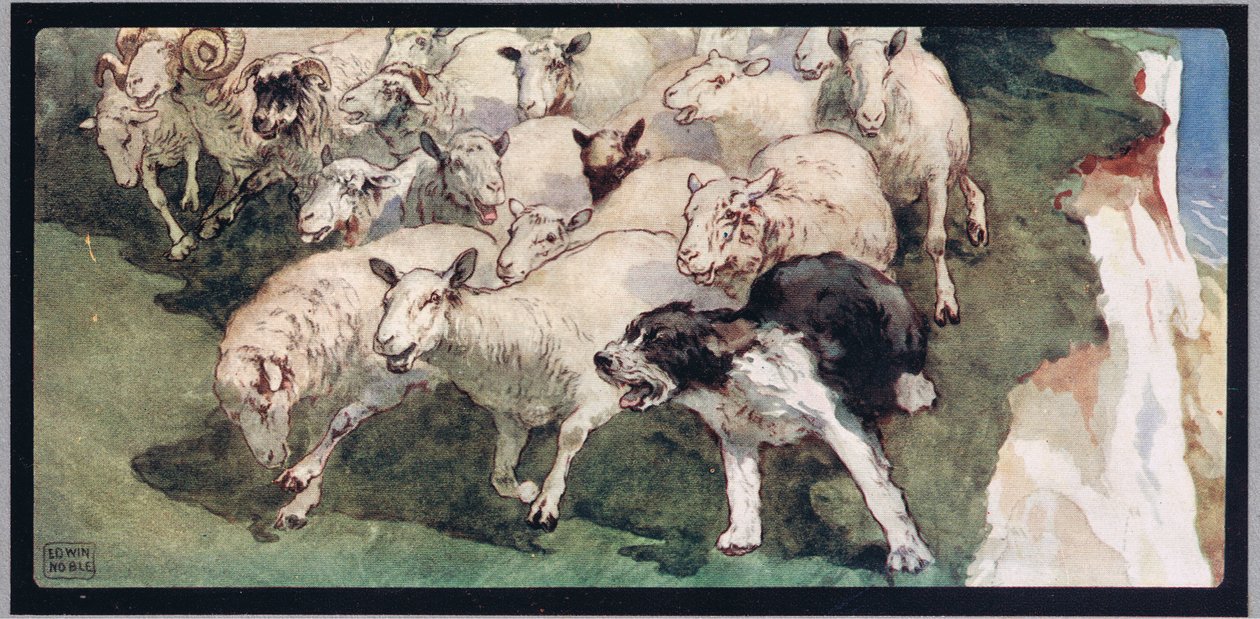 Bobtail sauehund og flokk på klipper, illustrasjon fra 