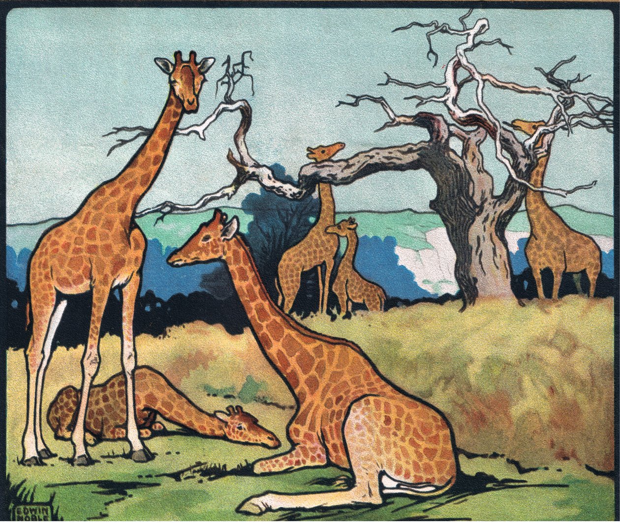 Giraffer, illustrasjon fra 