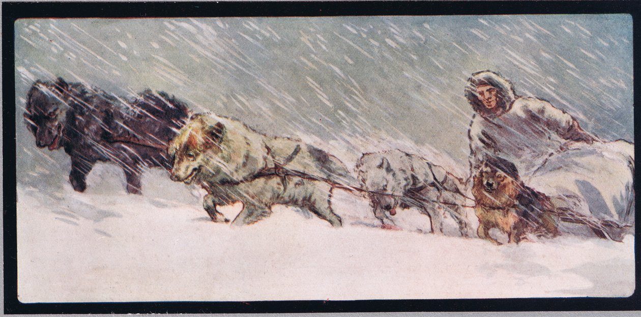 Huskies trekker en slede, illustrasjon fra 