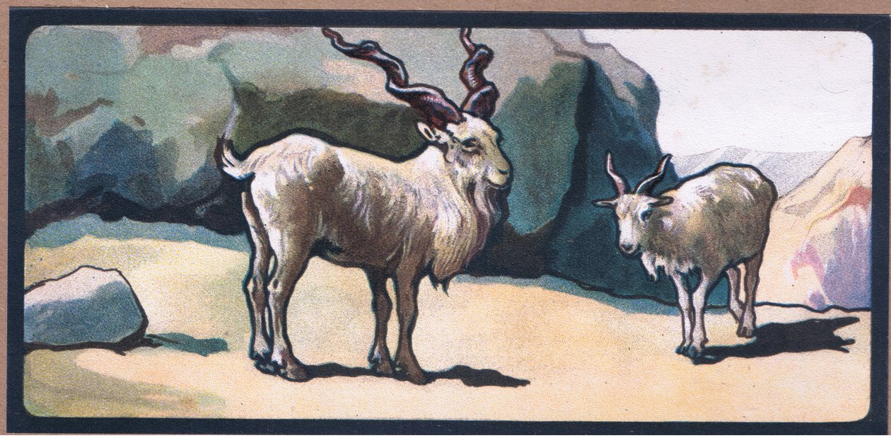 Markhor (geit) av John Edwin Noble