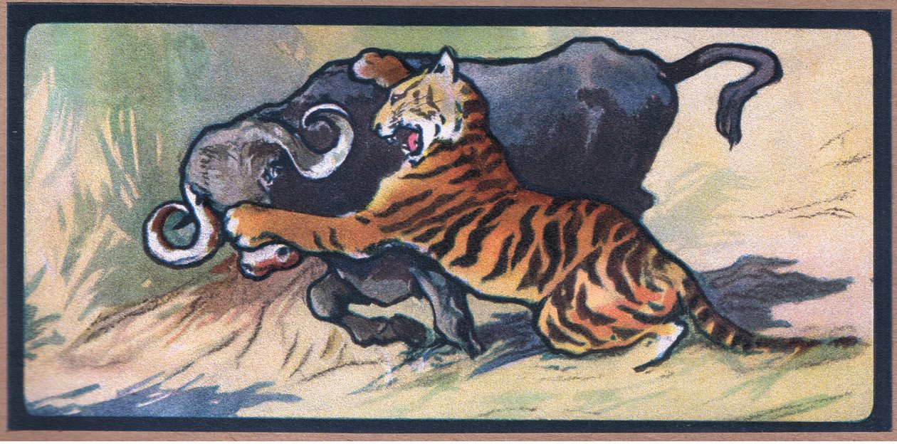 Tiger og Buffalo av John Edwin Noble