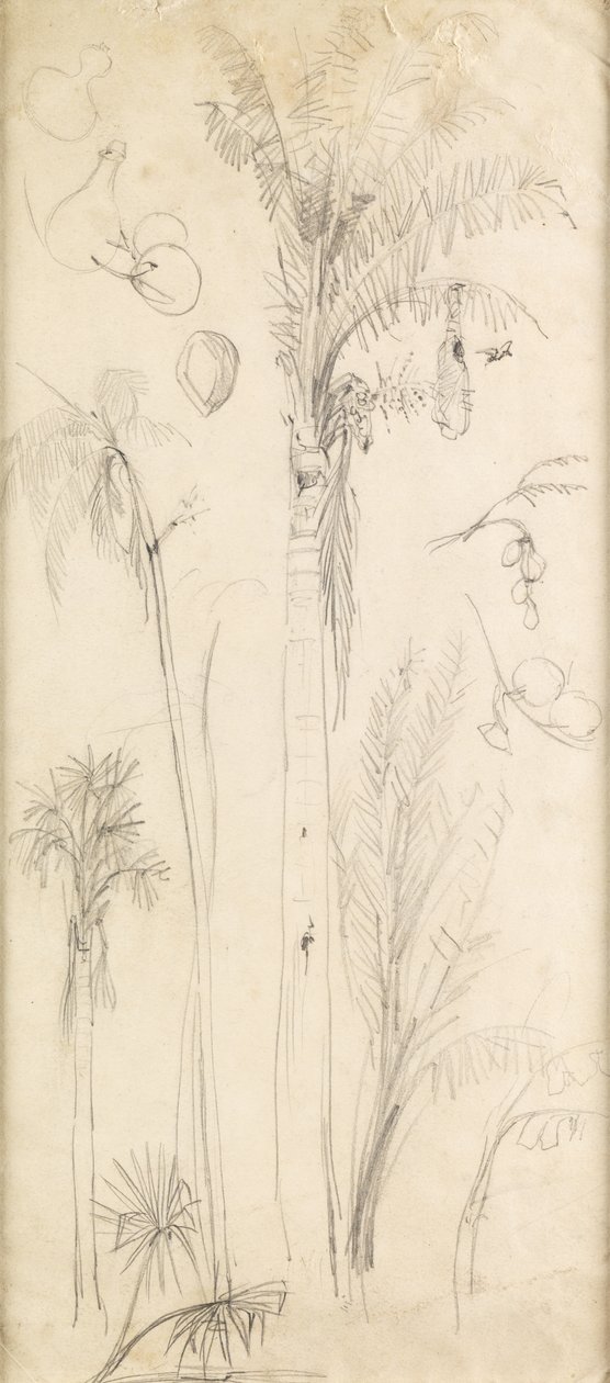 Palmetrær (blyant på papir) av John Everett Millais