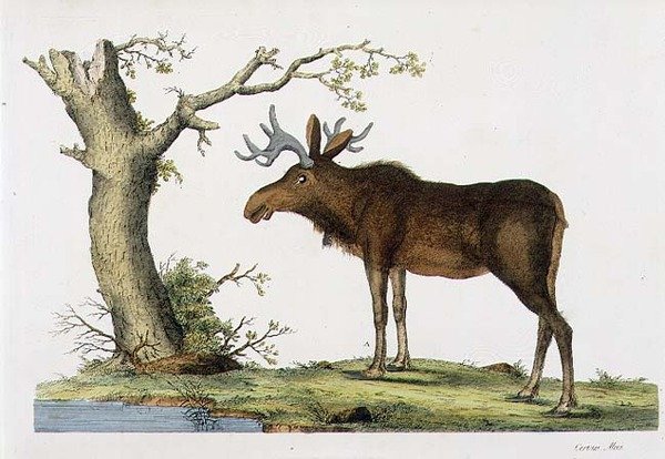 Cervus Alces (Elg) (litho) av John Frederick (after) Miller
