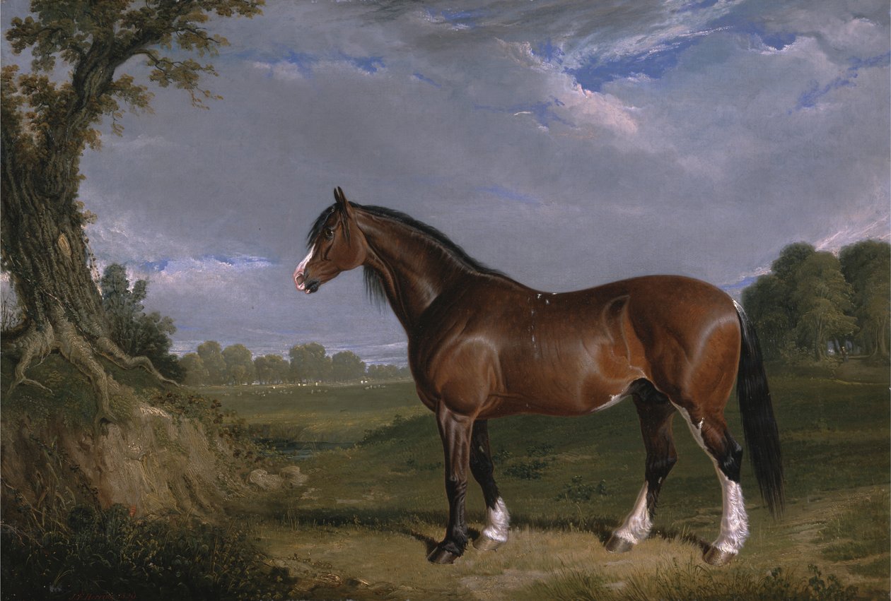 En Clydesdale-hingst av John Frederick Herring