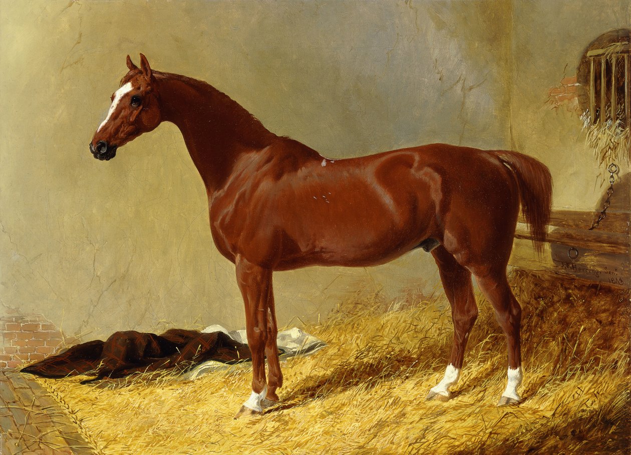 A Bay Racehorse in a Stall, 1843 av John Frederick Herring Senior
