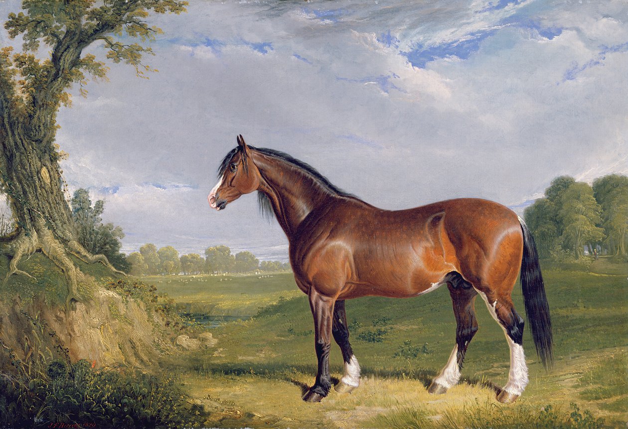 En Clydesdale-hingst, 1820 av John Frederick Herring Senior