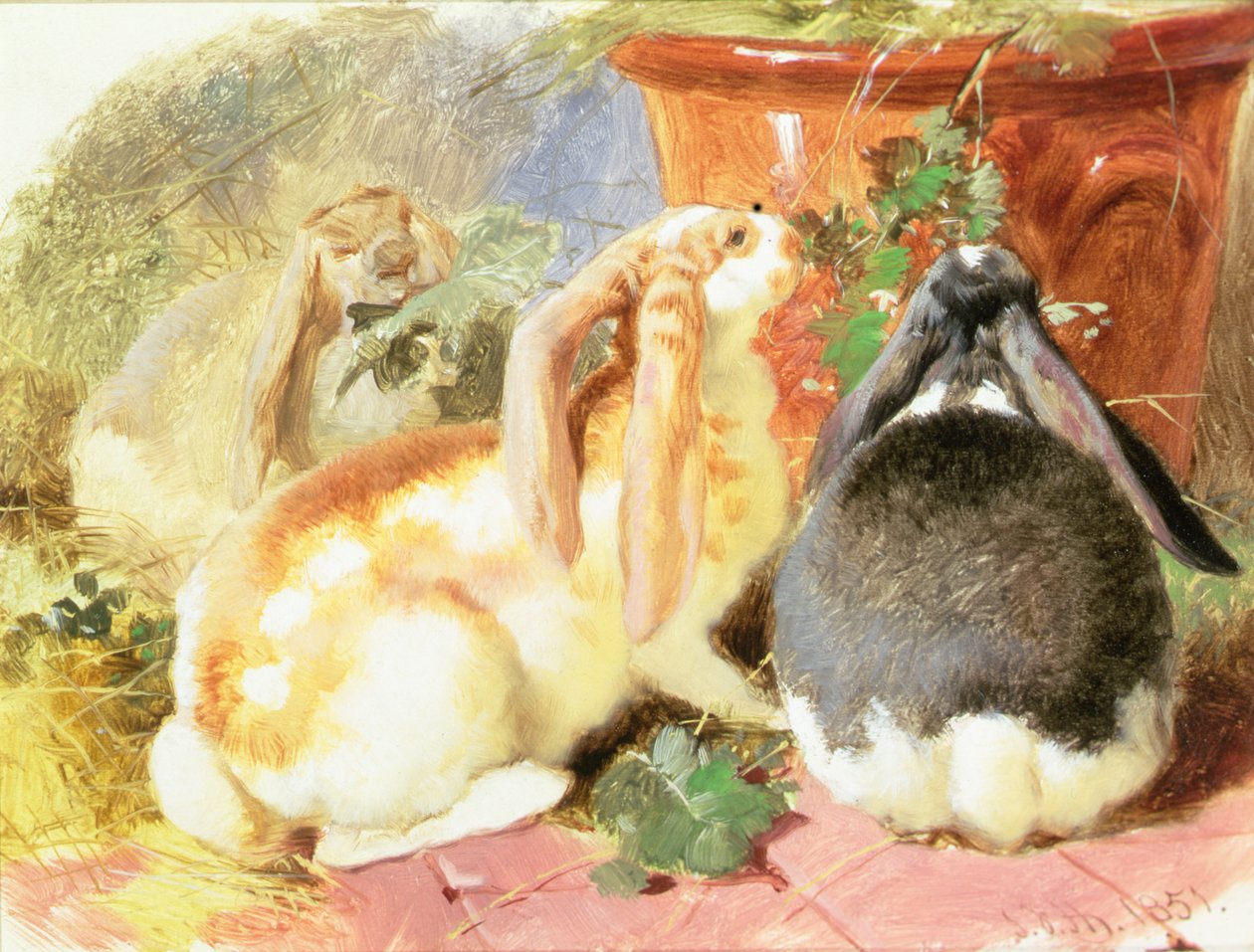 En studie av tre kaniner med slynget øre av John Frederick Herring Senior