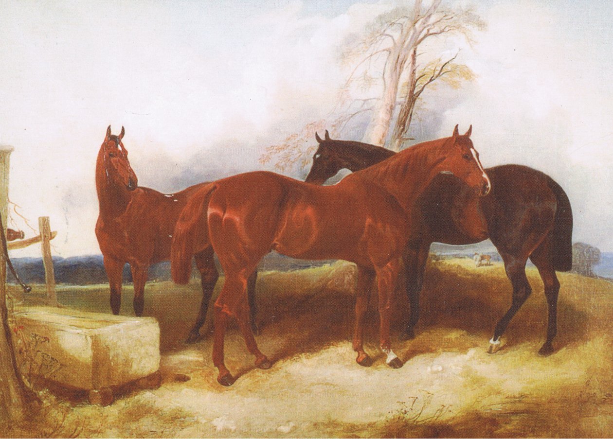 En gruppe hester, fra et magasin eller en bokkilde ukjent av John Frederick Herring Senior