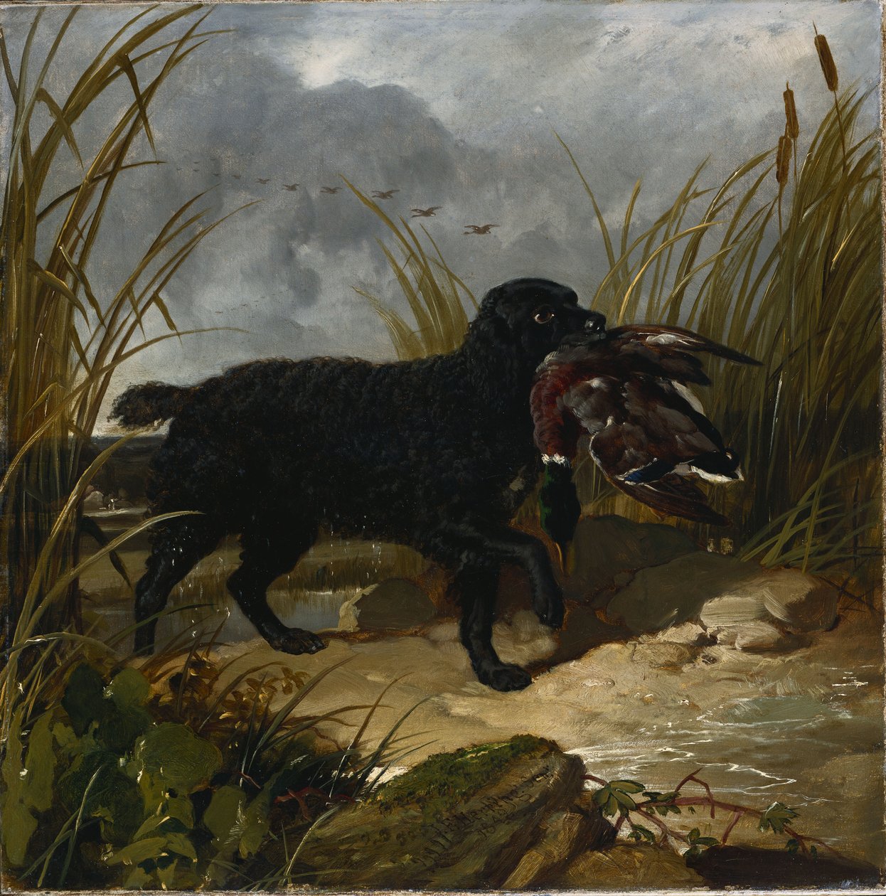 En irsk vannspaniel som henter en stokkanddrake, 1849 av John Frederick Herring Senior