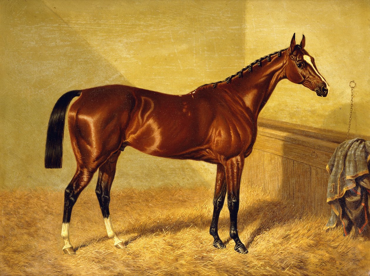 Orlando, en Bay Racehorse in a Loosebox, 1845 av John Frederick Herring Senior