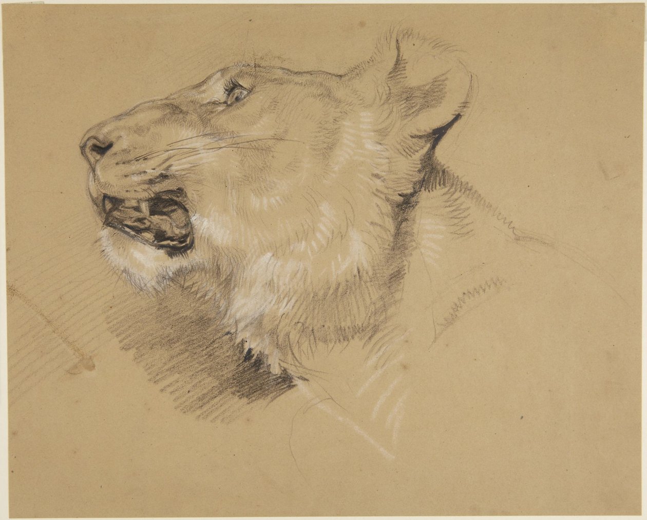 Hode av en løvinne av John Frederick Lewis
