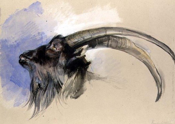 Hodet til en steinbock av John Frederick Lewis